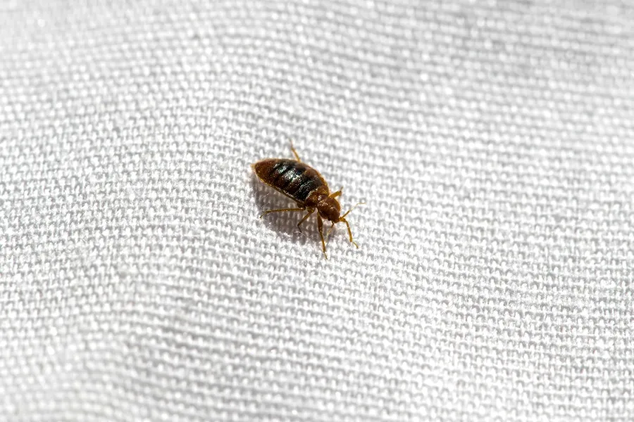 A close-up view of an adult bed bug resting on woven white fabric.