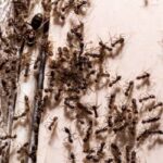 Ants in Bathroom