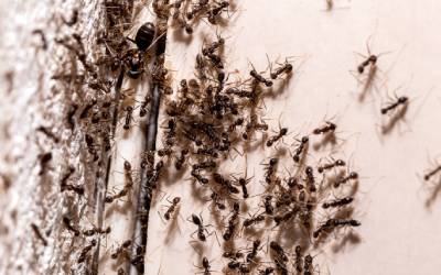 Ants in Bathroom