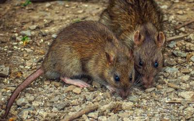 Rodents eating insulation