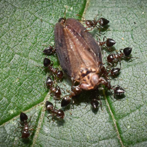 Acrobat Ants attacking bug on leaf