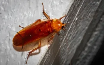 Most Common Cockroaches in North Carolina in your area