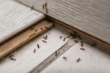 Ant infestation in North Carolina home. Contact the experts at Bug Out to get rid of ants from your home or business.