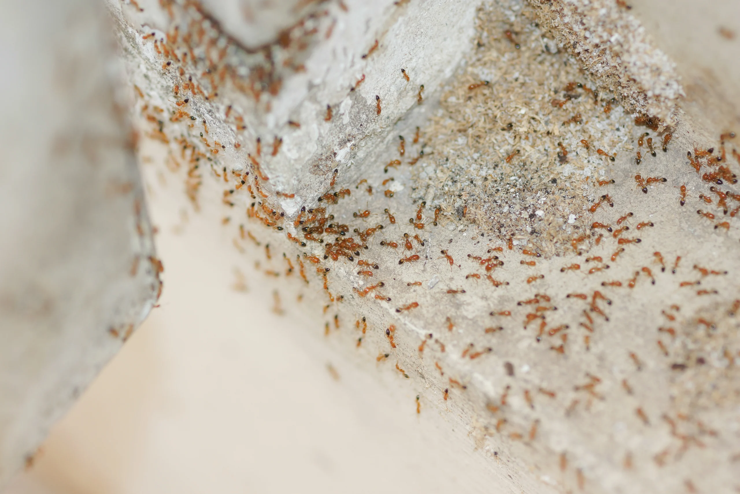 When Is It Time to Call an Ant Exterminator? in your area
