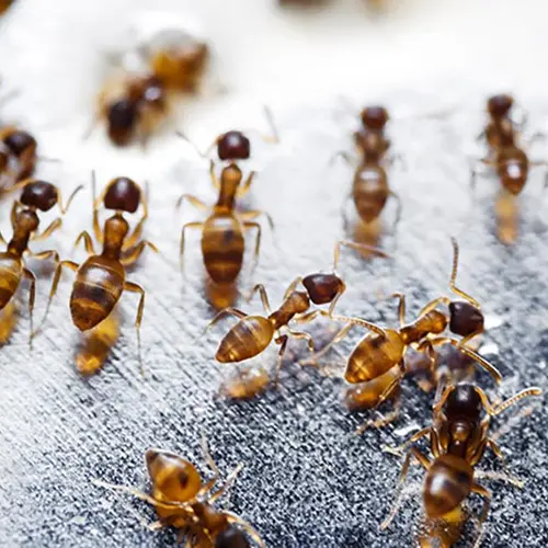 Closeup of a group of ants on a shiny floor