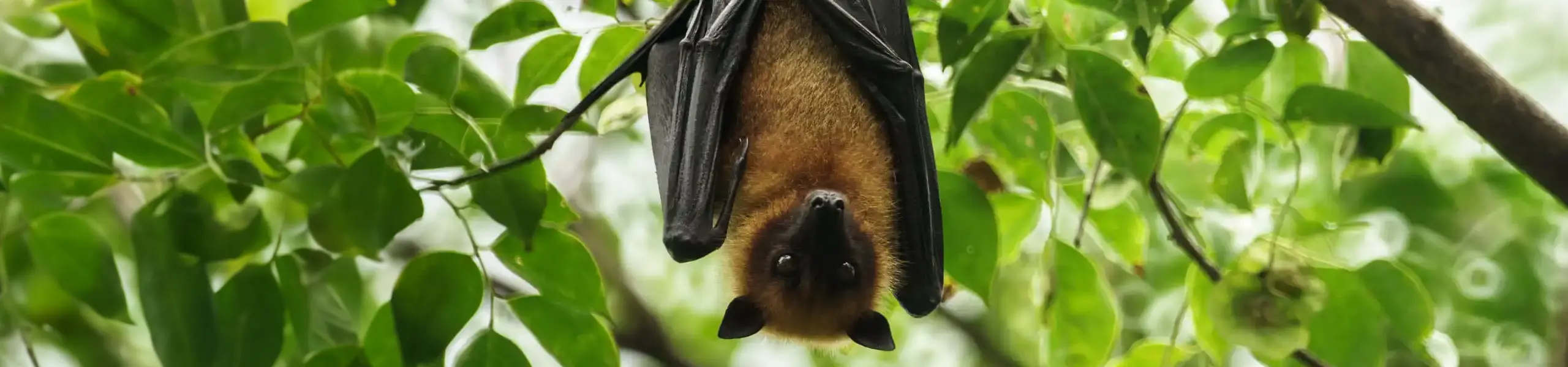 Bats hanging upside down sleeping | Bug Out serving Charlotte, Raleigh, Greensboro, and Durham
