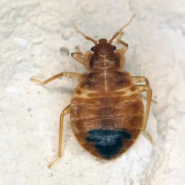 Closeup of a Bed Bug