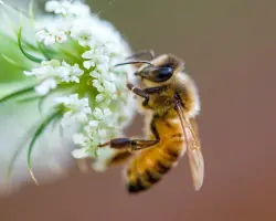 Bee Identification in your area
