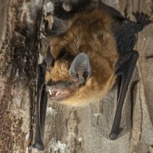 Big Brown Bat up close upside down - Keep bats away with Bug Out in NC