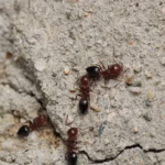 Closeup of black carpenter ants on a home's foundation. Learn how to recognize carpenter ants and when it's time to seek a pest control expert like Bug Out.