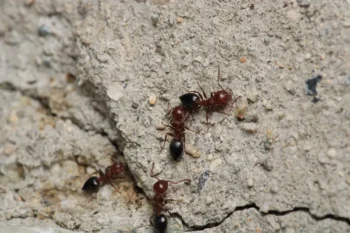 Closeup of black carpenter ants on a home's foundation. Learn how to recognize carpenter ants and when it's time to seek a pest control expert like Bug Out.