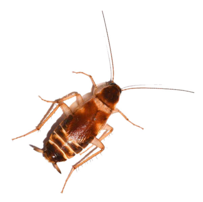 Brown-Banded Cockroach up close white background
