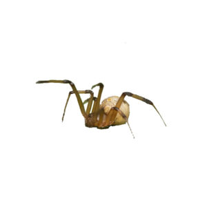 Brown Widow Spider close up white background