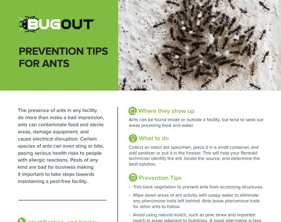 Prevention Tips for Ants