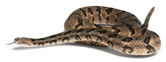 Rattlesnake