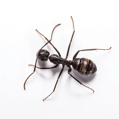 Carpenter Ant up close white background - Keep carpenter ants away from your home with Bug Out in NC