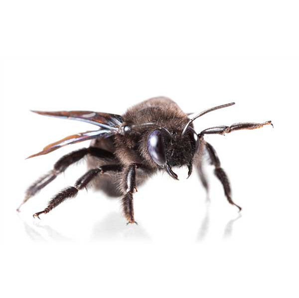 Bald face hornet on a white background - Keep pests away from your home with Bug Out in NC