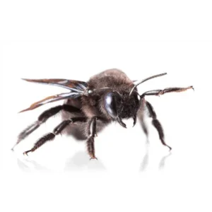 Carpenter Bee up close white background - Keep carpenter bees away from your home with Bug Out in NC