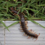 Giant red centipede in a garden outside of a home
