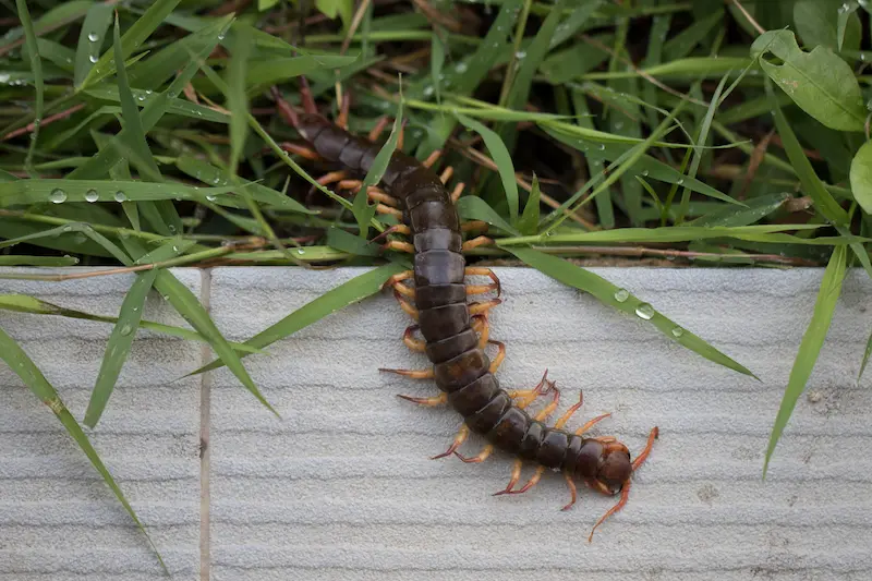 Giant red centipede in a garden outside of a home