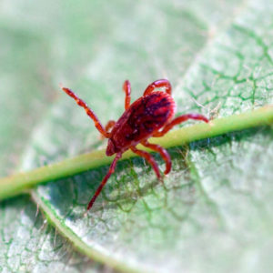 Chigger Mite up close on leaves