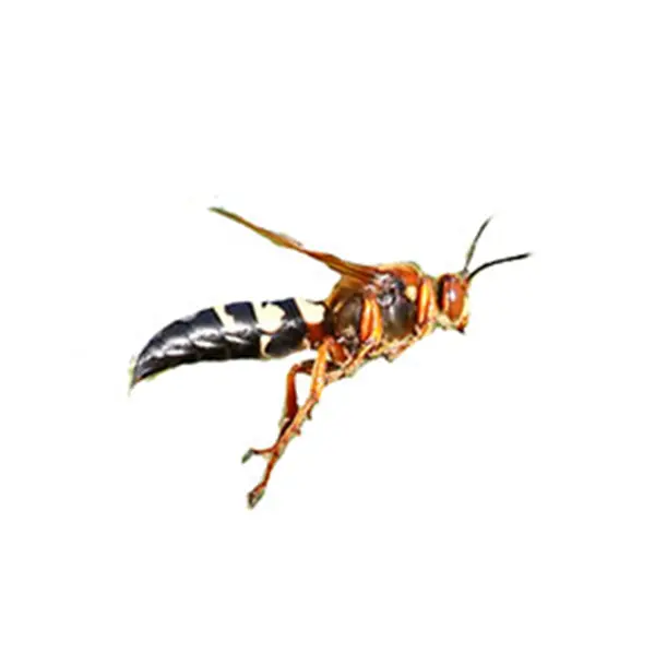 Isolated Cicada Killer Wasp on a white background