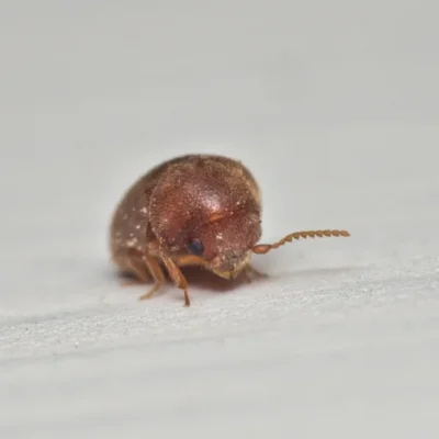 Extreme macro shot of a cigarette beetle on a plain light surface.