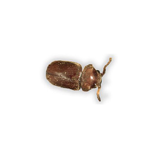 tobacco beetle in house Cigarette Beetles | Bug Out