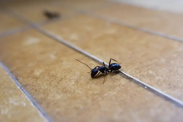 Close up of a small black ant