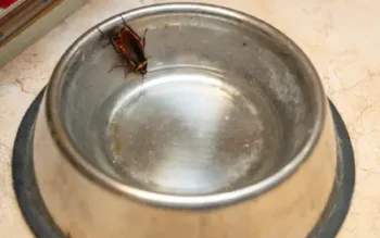cockroach in NC home drinking out of pet bowl