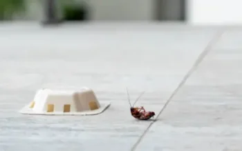 How to Get Rid of Roaches in Your Home in your area
