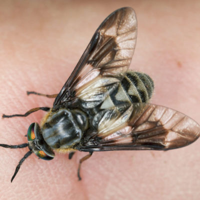 Deer Fly on skin up close