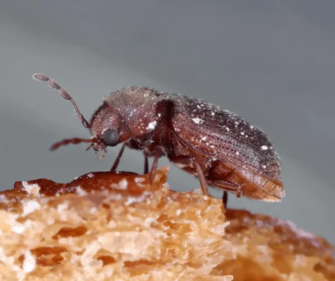 Closeup of a Drugstore Beetle crawling across food.