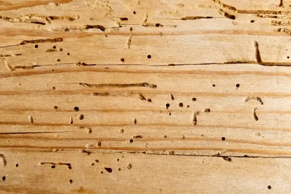 Board with insect holes