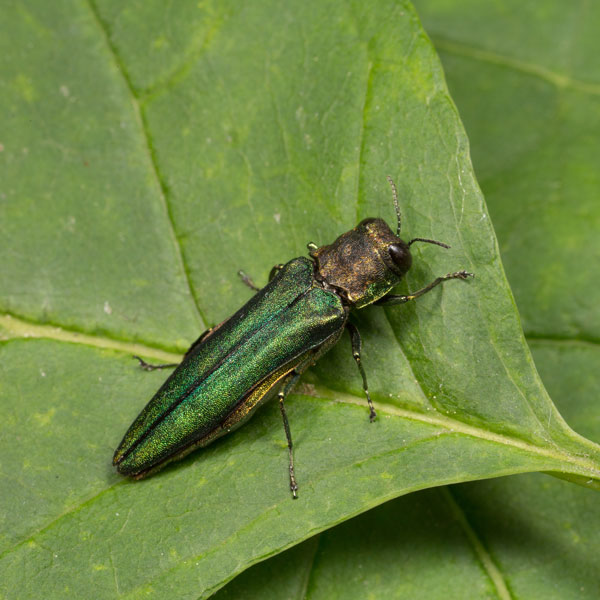 Borer beetle discount