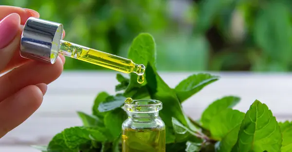 Do Essential Oils Repel Ants Bug Out NC