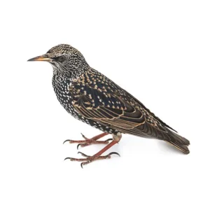 European Starling up close white background - Keep Birds away with Bug Out in NC