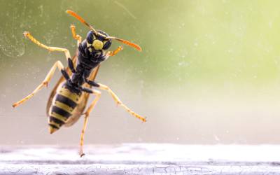 a wasp clinging to the outside of a windowpane