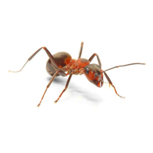 Field Ant up close white background
