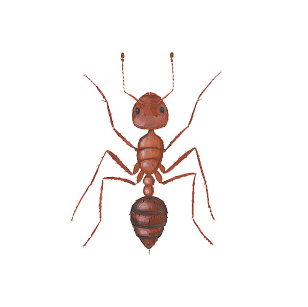 Fire ant border check call - InDaily