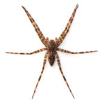 Fishing Spider close up white background