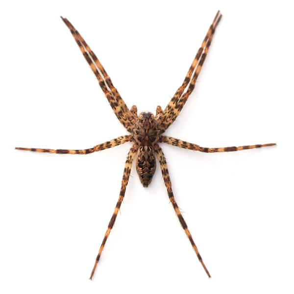 Wolf Spider Facts