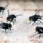 Flies on sugar, insects attracted to sweets, lack of hygiene in a restaurant