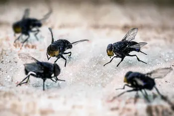 Flies on sugar, insects attracted to sweets, lack of hygiene in a restaurant
