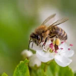Closeup of a bee on a white flower. Defend your property against stinging insects with these tips from Bug Out.