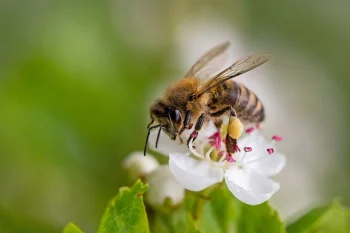 Closeup of a bee on a white flower. Defend your property against stinging insects with these tips from Bug Out.