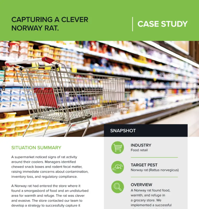 Capturing a Clever Norway Rat | Case Study