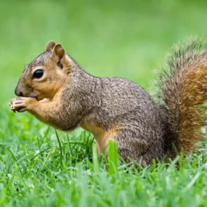 Fox squirrel in grass