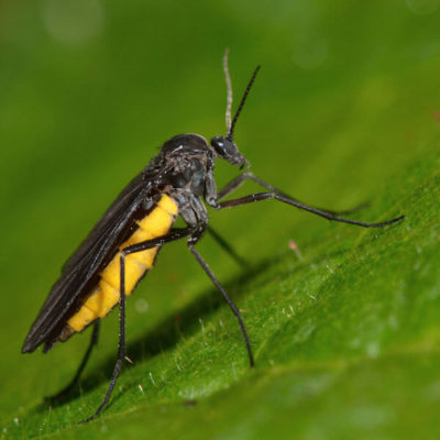 Fungus Fly on leaf up close
