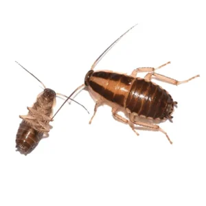 German Cockroach up close white background - Keep cockroaches away from your home with Bug Out in NC